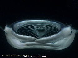 Manta Night Dive by Francis Lau 